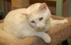 PJ the Great Big White Fluff