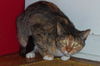 Marble the Velcro Cat