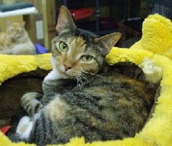 Marble the Velcro Cat