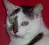 Spotchi the Large Spotty Cat