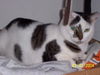 Spotchi the Large Spotty Cat