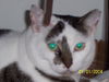 Spotchi the Large Spotty Cat