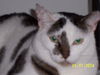 Spotchi the Large Spotty Cat
