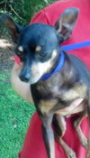 Princess the Min Pin