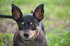 Princess the Min Pin