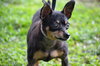 Princess the Min Pin