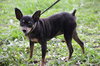 Princess the Min Pin