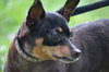 Princess the Min Pin