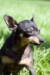 Princess the Min Pin