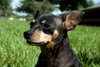 Princess the Min Pin