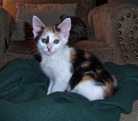 Una the Calico Kitten