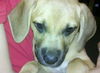 Stella the Sweet Puppy