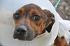 Francesca the Former Emaciated Shepherd Mix