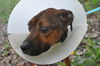 Francesca the Former Emaciated Shepherd Mix