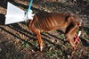 Francesca the Former Emaciated Shepherd Mix