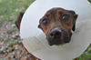 Francesca the Former Emaciated Shepherd Mix