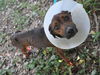 Francesca the Former Emaciated Shepherd Mix