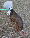 Francesca the Former Emaciated Shepherd Mix