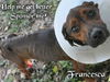 Francesca the Former Emaciated Shepherd Mix
