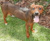Francesca the Former Emaciated Shepherd Mix