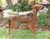 Francesca the Former Emaciated Shepherd Mix