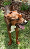 Francesca the Former Emaciated Shepherd Mix