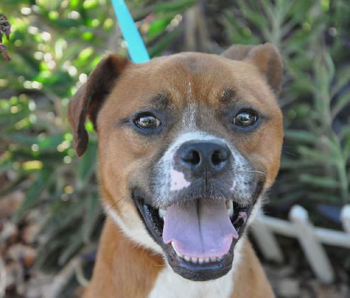 Gianni the Emaciated Boxer Mix