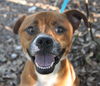 Gianni the Emaciated Boxer Mix