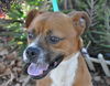 Gianni the Emaciated Boxer Mix