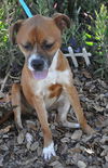 Gianni the Emaciated Boxer Mix
