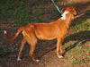 Gianni the Emaciated Boxer Mix