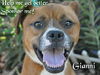 Gianni the Emaciated Boxer Mix