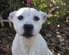 Donatella the Emaciated Boxer Mix