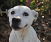 Donatella the Emaciated Boxer Mix
