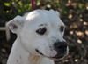 Donatella the Emaciated Boxer Mix