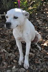 Donatella the Emaciated Boxer Mix
