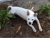 Donatella the Emaciated Boxer Mix