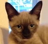 Ellie Mae the Siamese Kitten