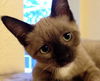 Ellie Mae the Siamese Kitten