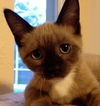 Ellie Mae the Siamese Kitten