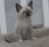 Beatrice the Siamese Kitten