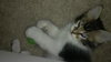 Romeo the Maine Coon Kitten