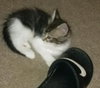 Romeo the Maine Coon Kitten