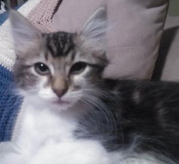 Romeo the Maine Coon Kitten