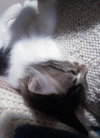 Romeo the Maine Coon Kitten