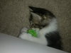 Romeo the Maine Coon Kitten