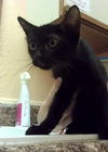 Mid-night the Kitten