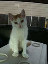 Quinn the Adorable Kitten