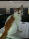 Quinn the Adorable Kitten