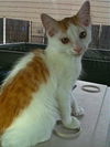 Quinn the Adorable Kitten